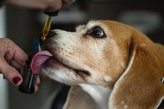 05 Reasons Why You Should Consider CBD for Pet Health - Curelux Wellness