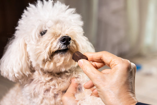 CBD Dog Treats: What you Need to Know - Curelux Wellness