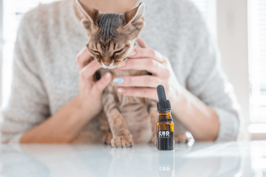 CBD for Pet Anxiety: A Calming Companion for Your Furry Friend - Curelux Wellness