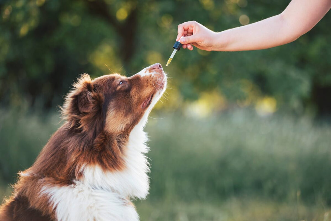 CBD to Alleviate Pet Anxiety: A Soothing Support for Your Four-Legged Companion - Curelux Wellness