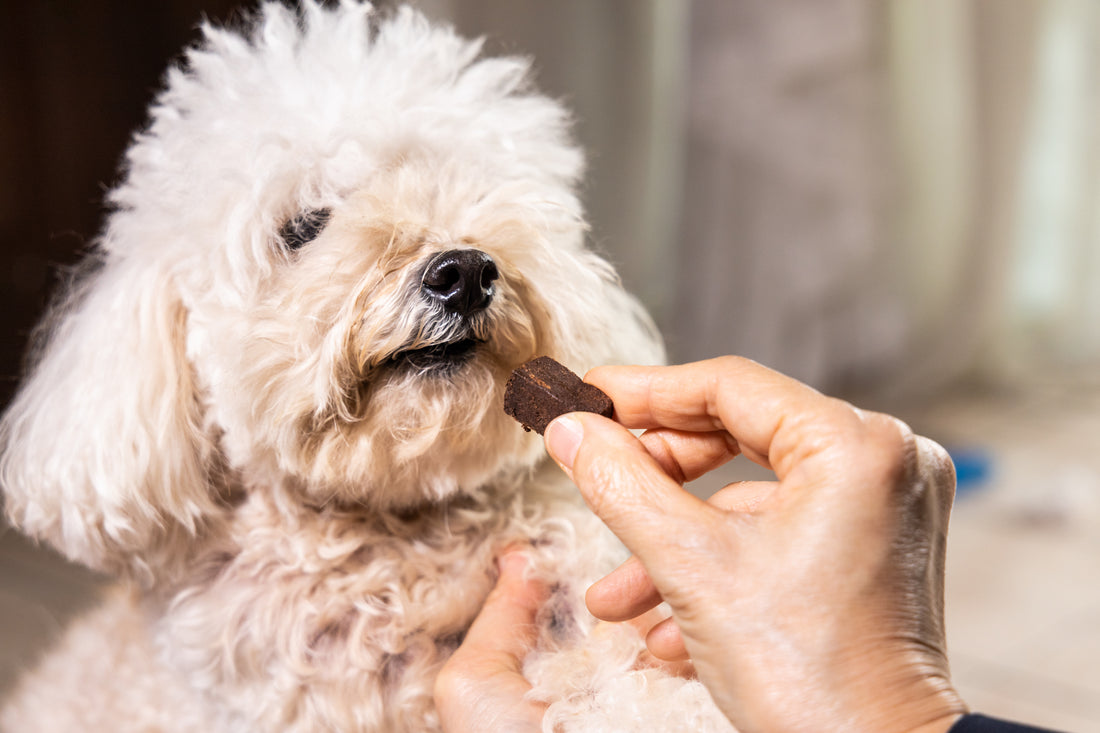 CBD Dog Treats: What you Need to Know