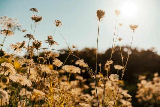 Does CBD or CBG Help With Anxiety? - Curelux Wellness