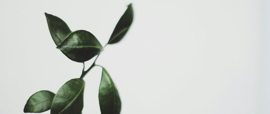 Kurativ Premium CBD Canada Is Now Curelux Wellness | What This Means for CBD Wellness in Canada - Curelux Wellness