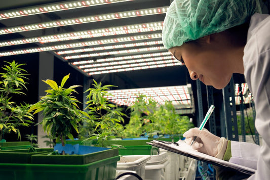 Purchasing Premium CBD Oil: The Significance of Lab Reports - Curelux Wellness
