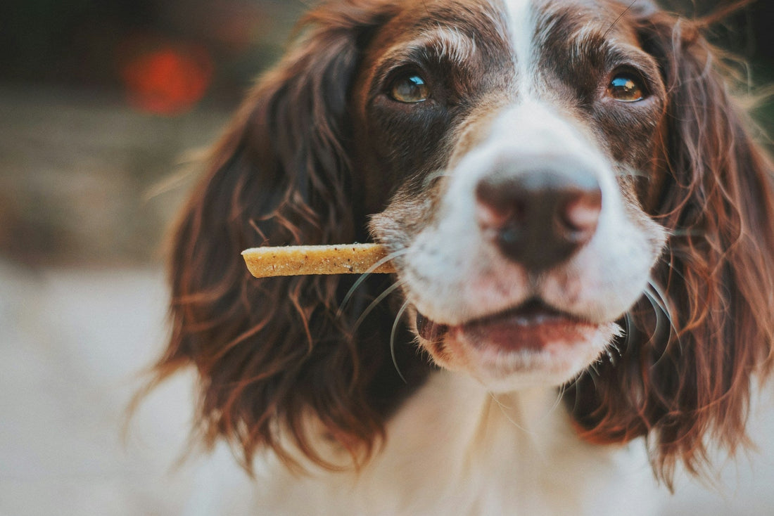 Situations when CBD for Pets in Canada Makes Sense - Curelux Wellness