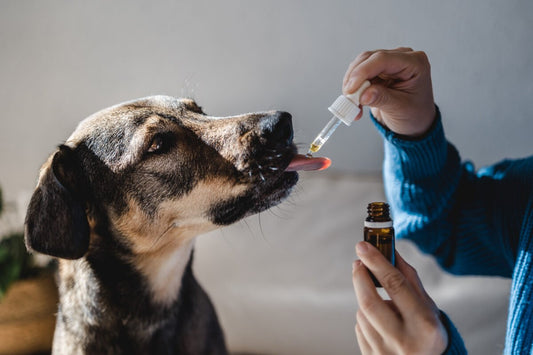 Understanding the Benefits of CBD for Dogs: A Comprehensive Guide - Curelux Wellness