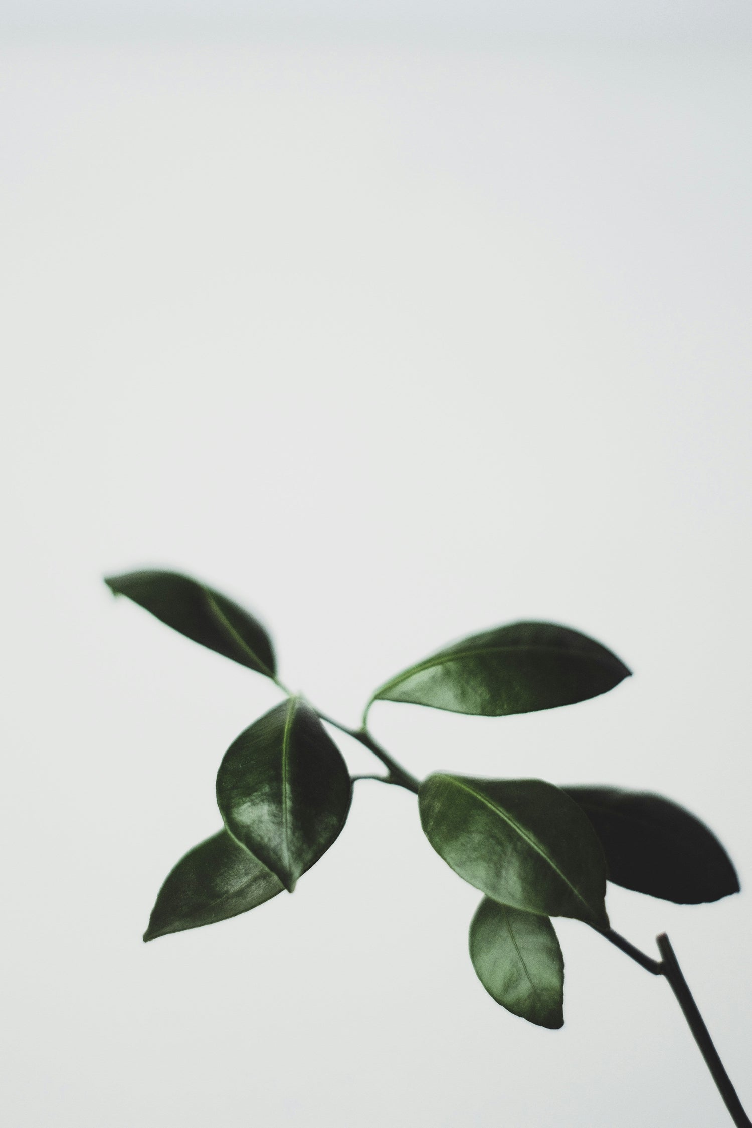 CBD Sample Sizes - Curelux Wellness