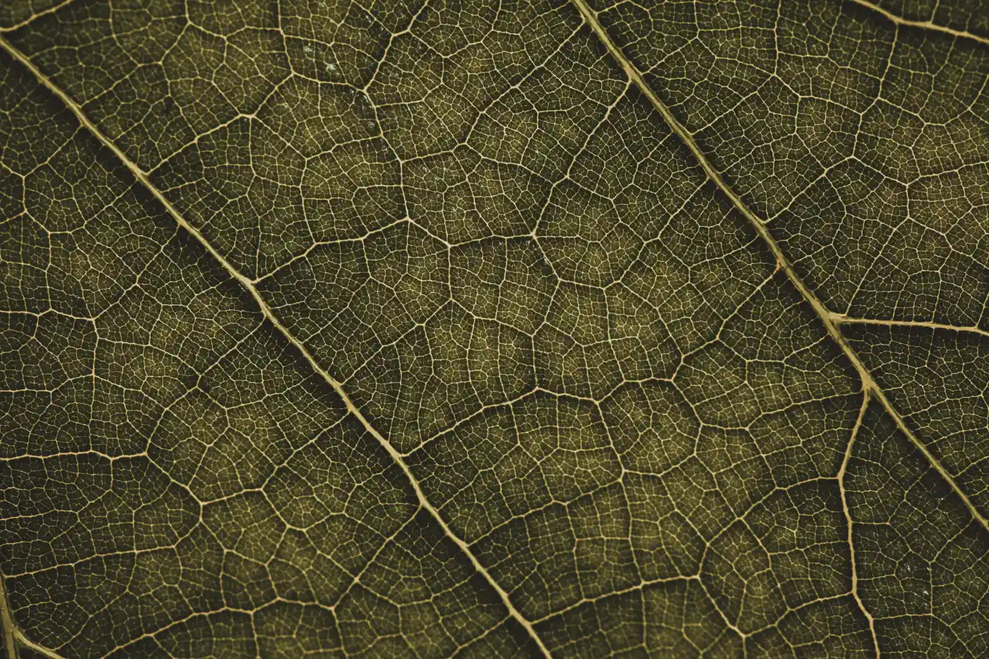 Close-up of a leaf's veins and texture